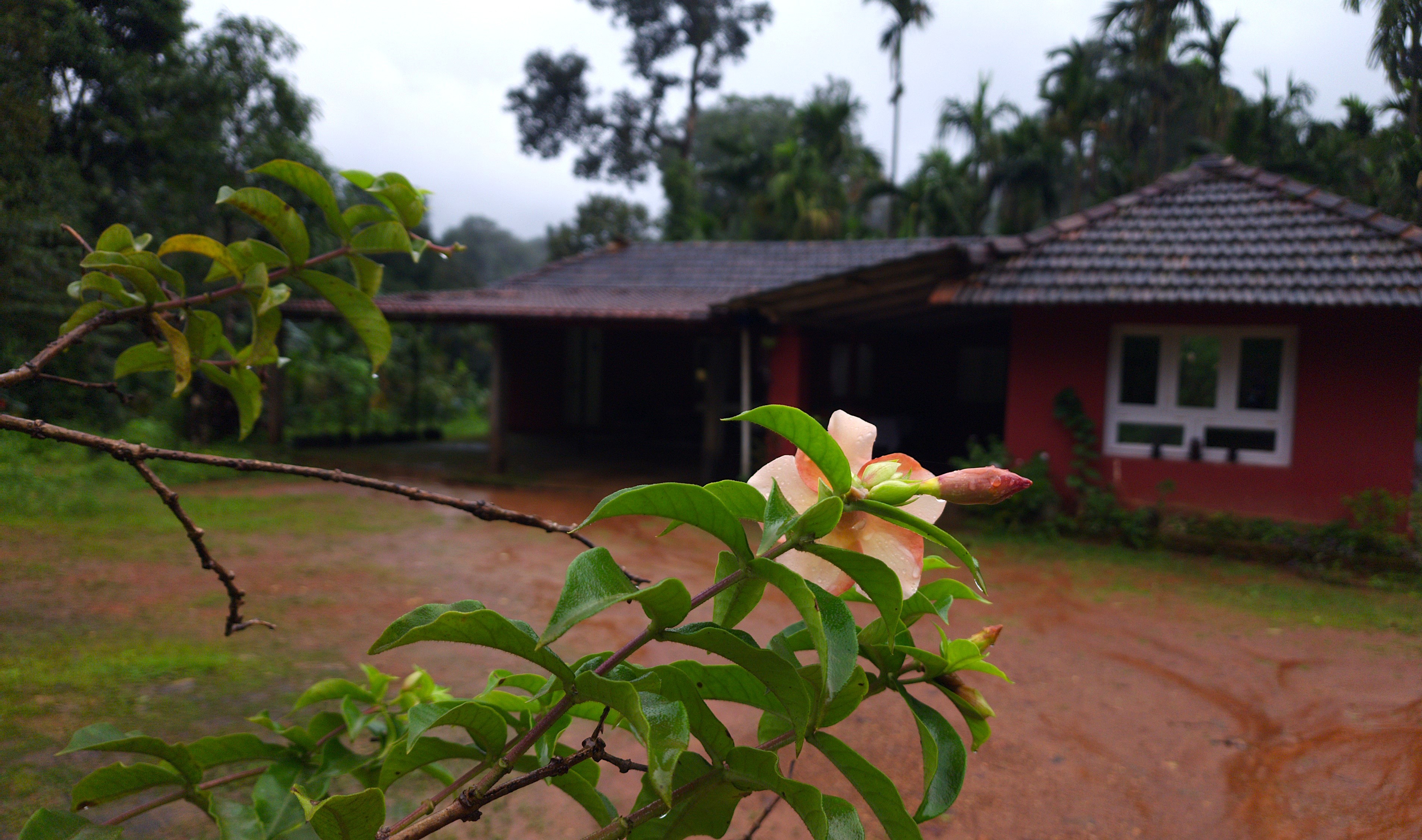 Varahi Backwaters at dawn