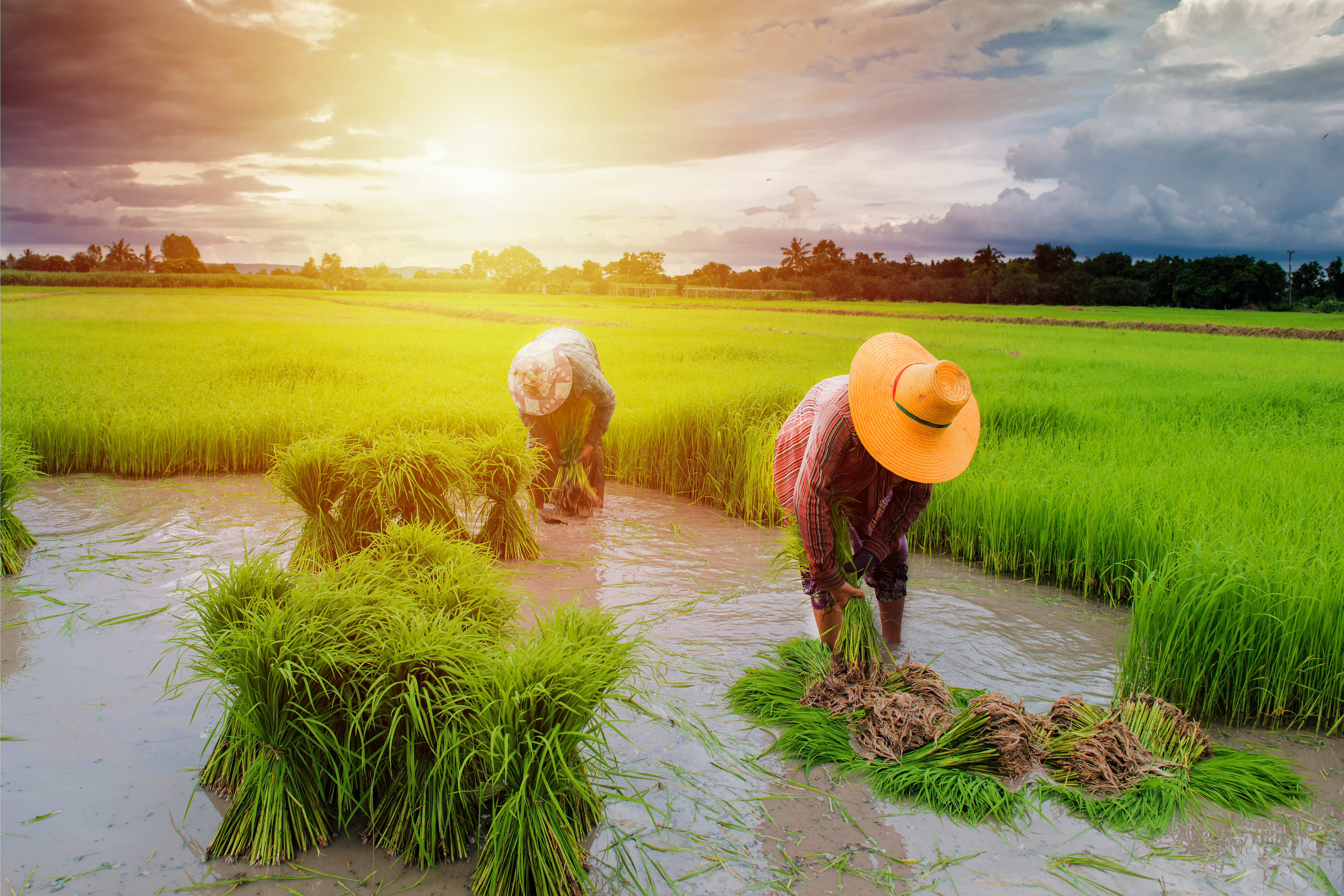 Paddy sowing