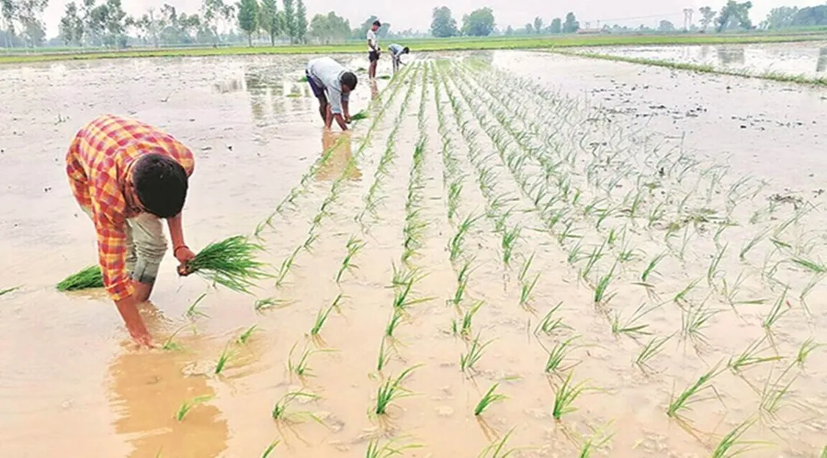 Paddy sowing